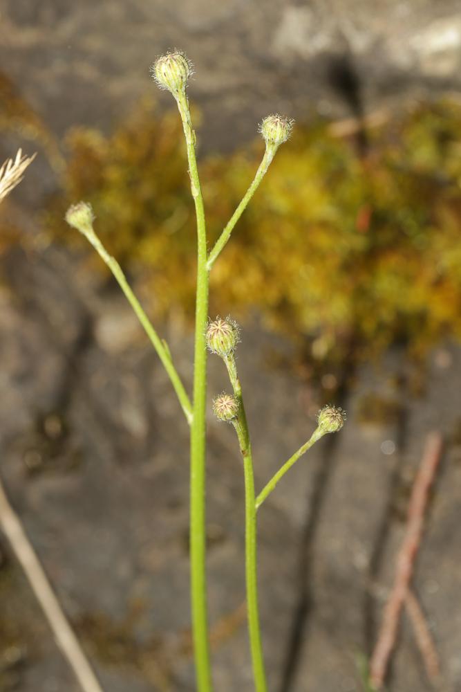 Liondent d'automne Scorzoneroides autumnalis (L.) Moench, 1794