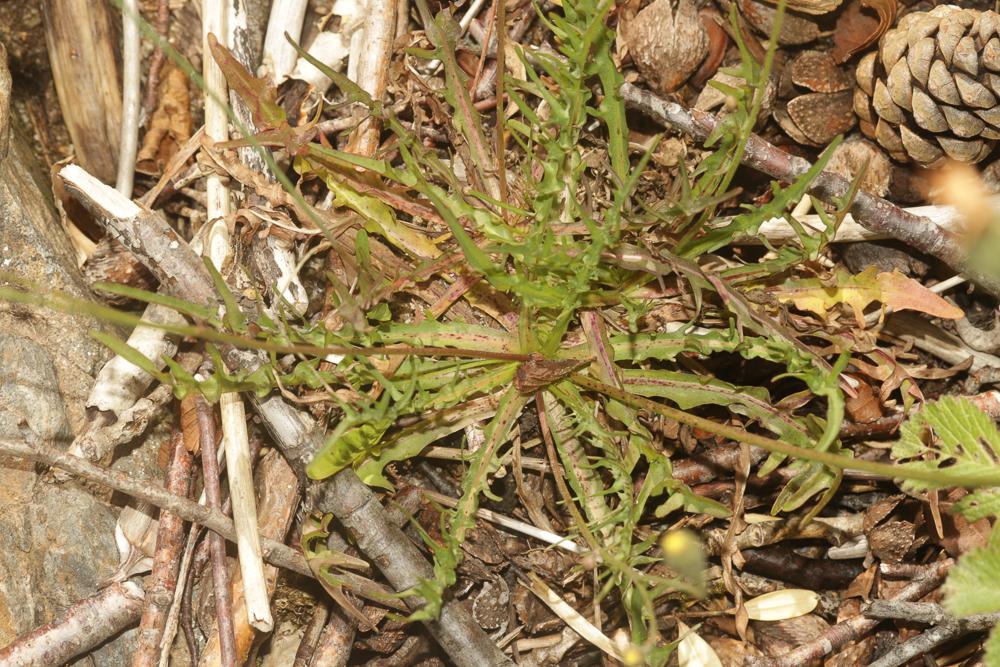 Liondent d'automne Scorzoneroides autumnalis (L.) Moench, 1794