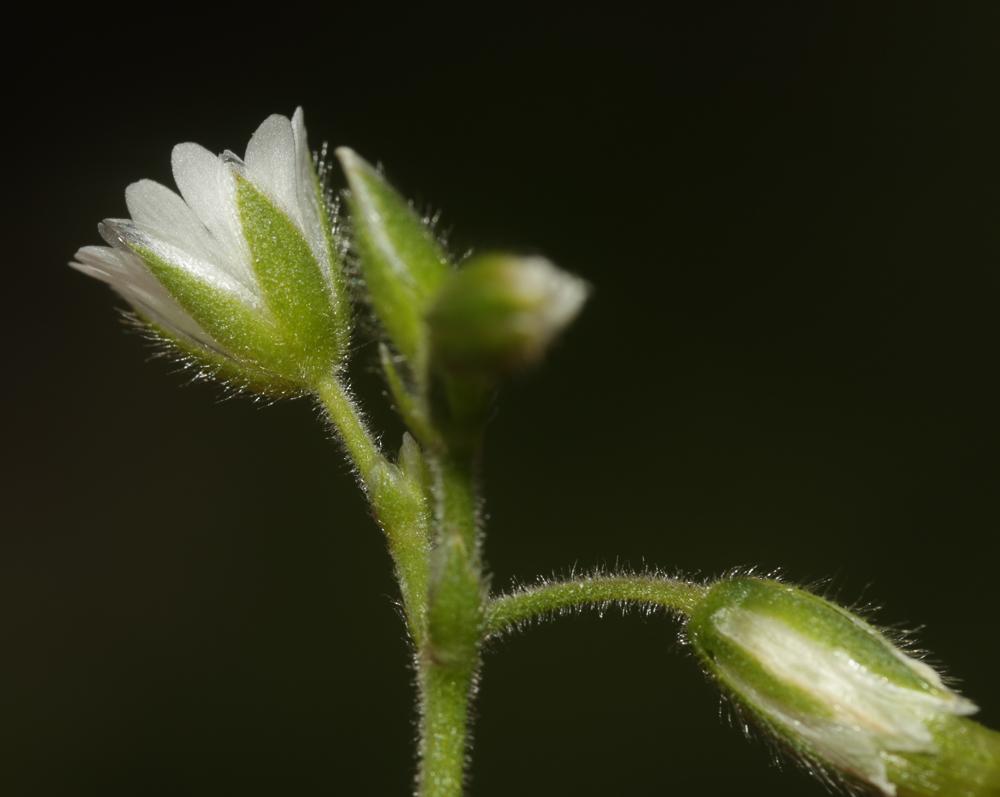 Céraiste commune Cerastium fontanum Baumg., 1816