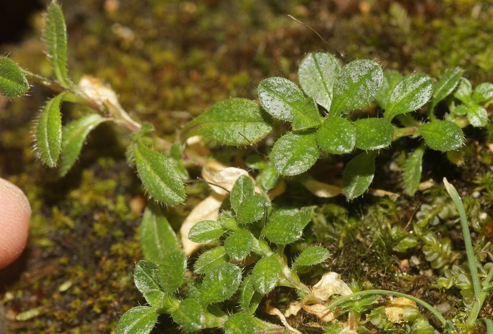 Céraiste commune Cerastium fontanum Baumg., 1816