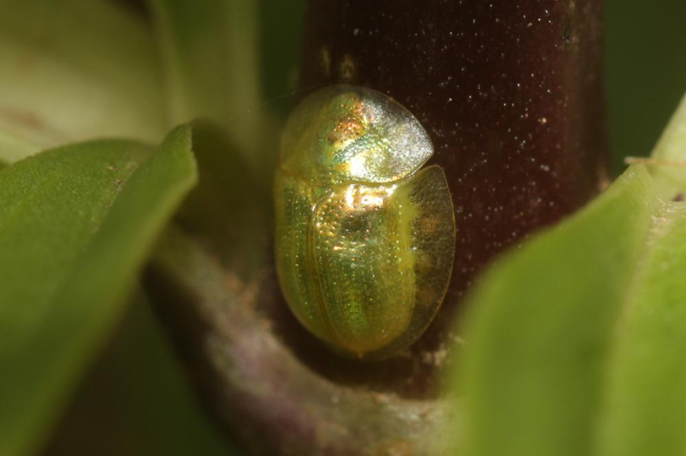 Le  Cassida subreticulata Suffrian, 1844