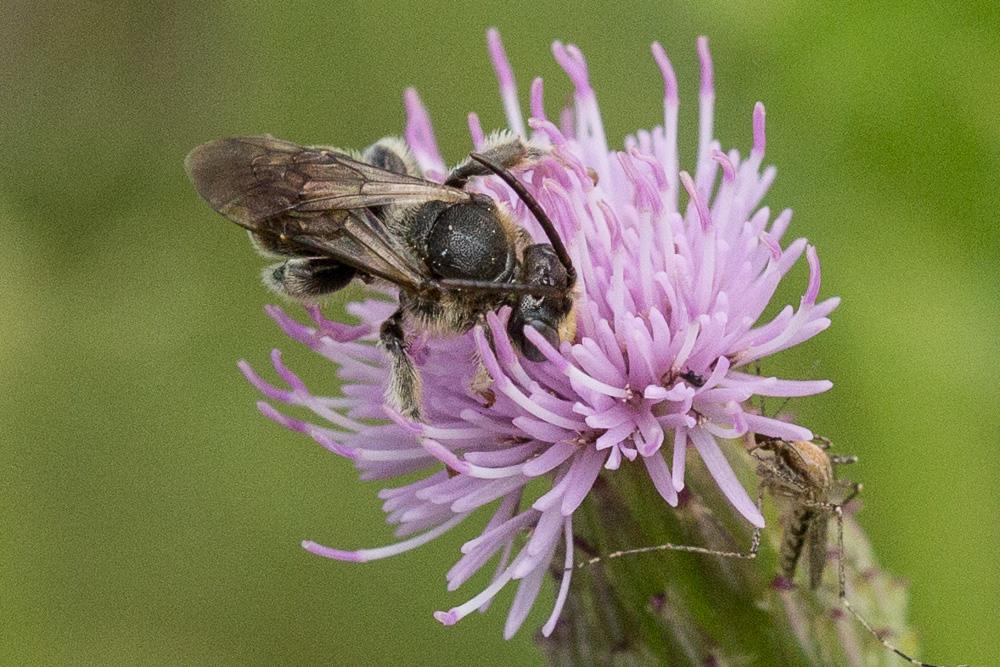  Macropis europaea Warncke, 1973