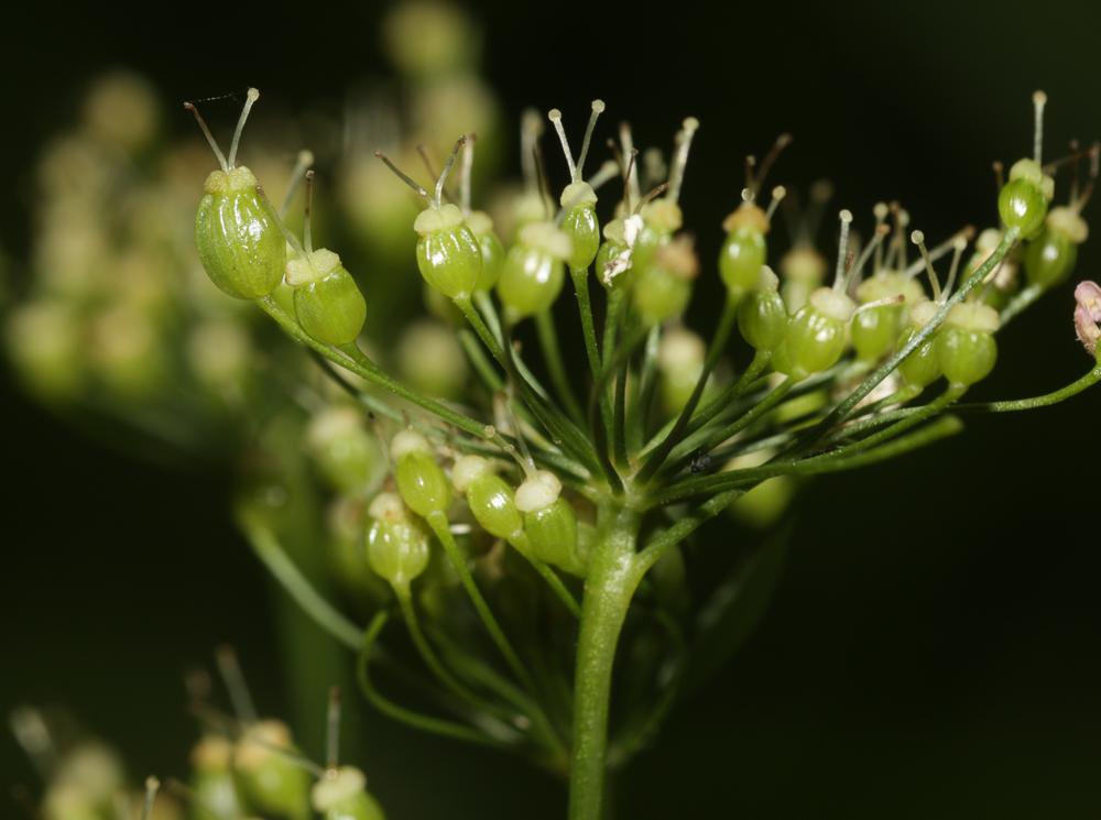 Grand boucage Pimpinella major (L.) Huds., 1762