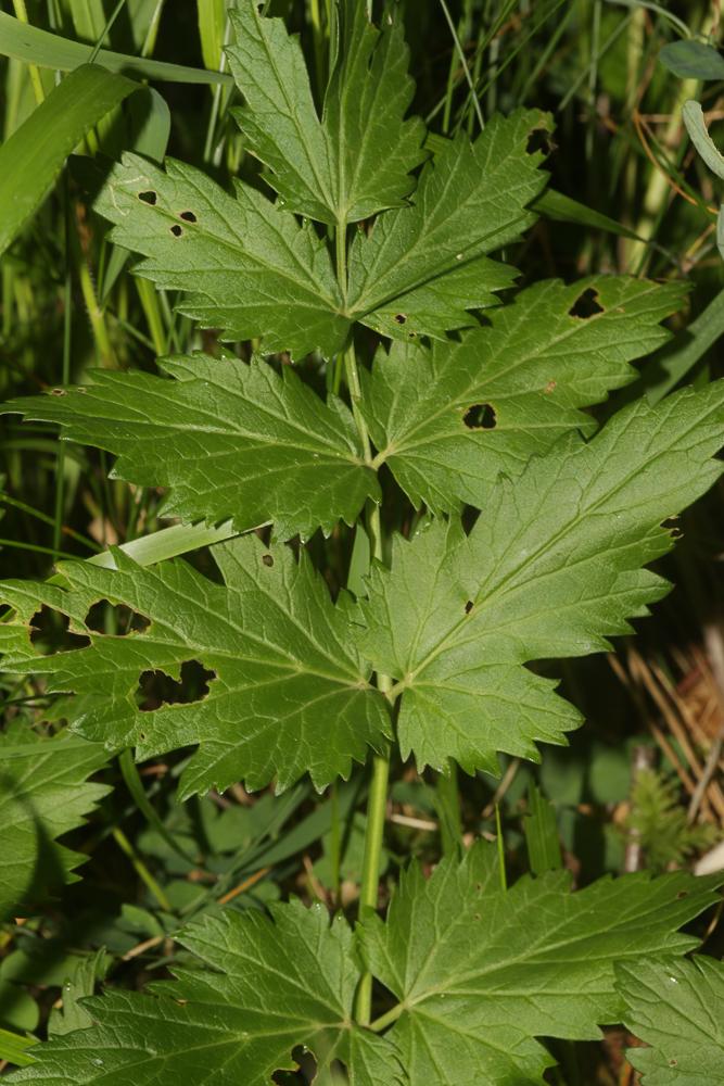 Grand boucage Pimpinella major (L.) Huds., 1762