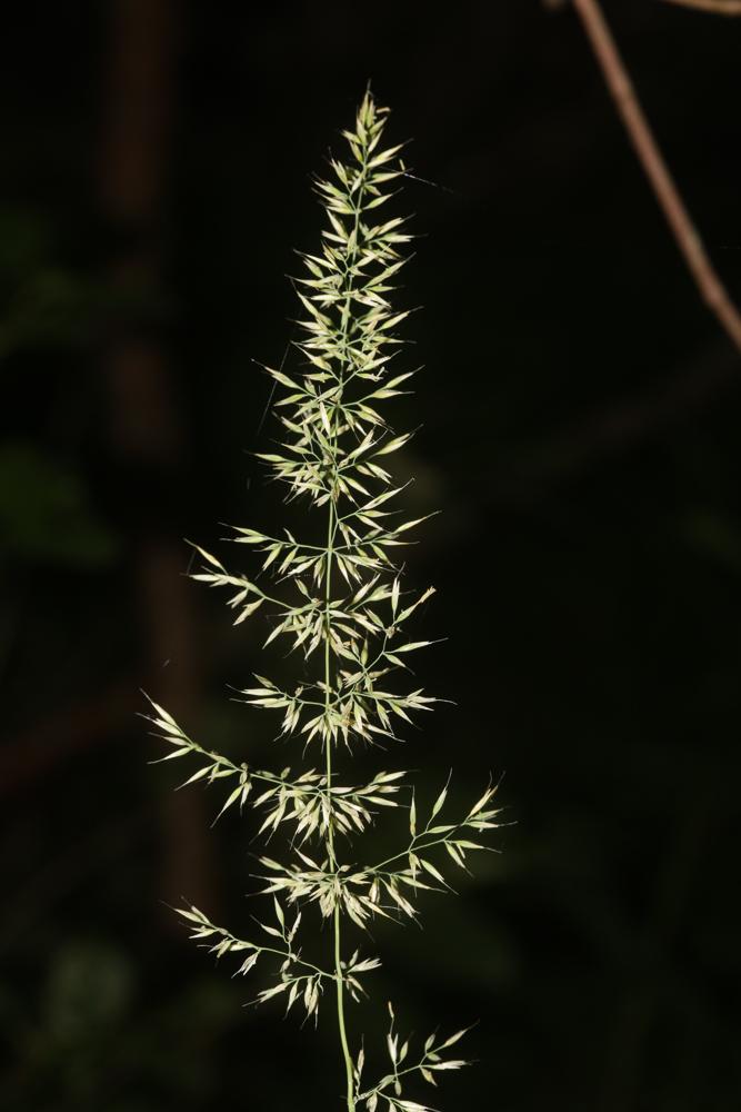 Calamagrostide faux-roseau, Roseau des montagnes Calamagrostis arundinacea (L.) Roth, 1788