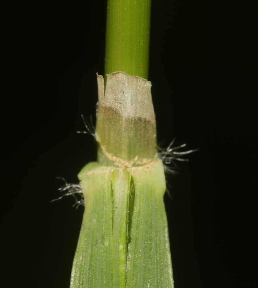 Calamagrostide faux-roseau, Roseau des montagnes Calamagrostis arundinacea (L.) Roth, 1788