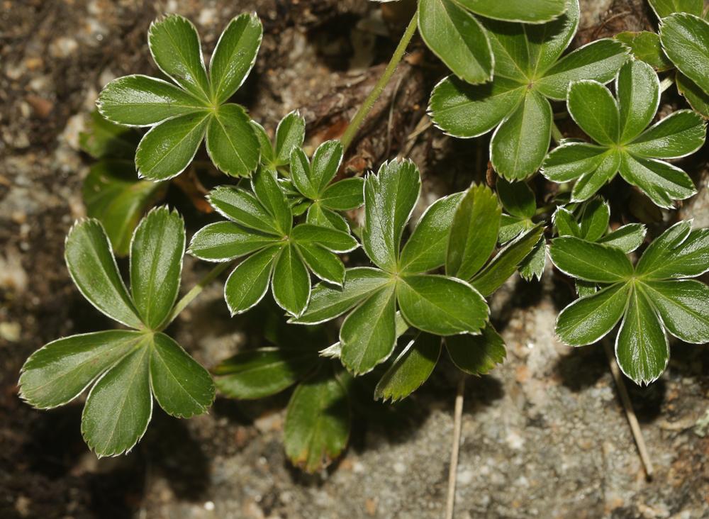 Alchémille intermédiaire Alchemilla transiens (Buser) Buser, 1898