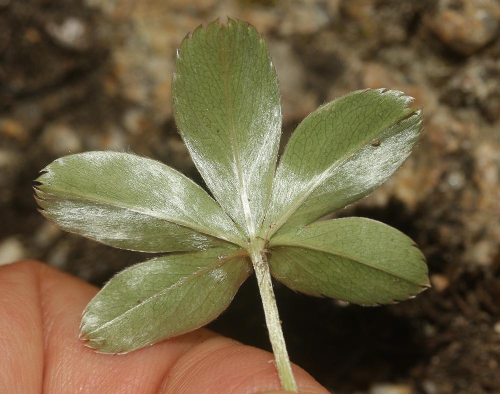 Alchémille intermédiaire Alchemilla transiens (Buser) Buser, 1898