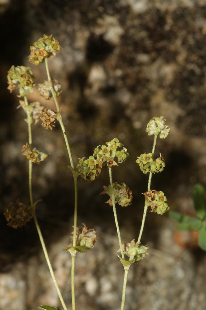 Alchémille intermédiaire Alchemilla transiens (Buser) Buser, 1898