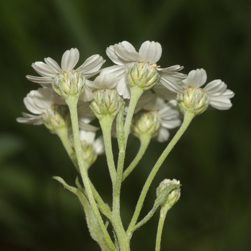 Achillée sternutatoire, Herbe à éternuer, Achillée Achillea ptarmica L., 1753