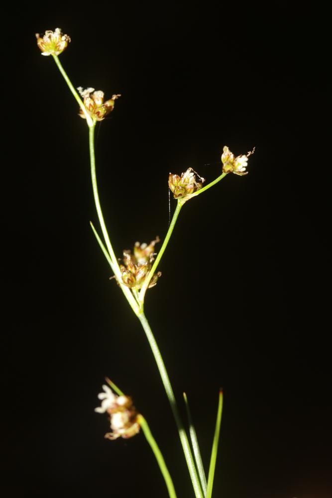  Juncus alpinoarticulatus subsp. fuscoater (Schreb.) O.Schwarz, 1949