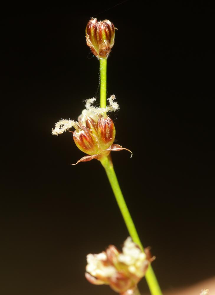  Juncus alpinoarticulatus subsp. fuscoater (Schreb.) O.Schwarz, 1949