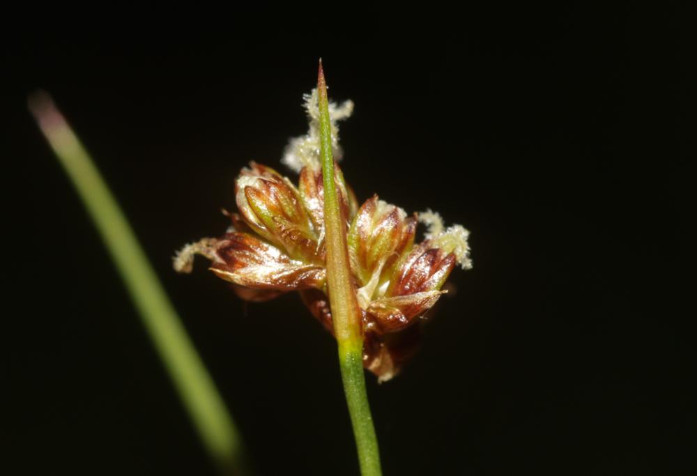  Juncus alpinoarticulatus subsp. fuscoater (Schreb.) O.Schwarz, 1949