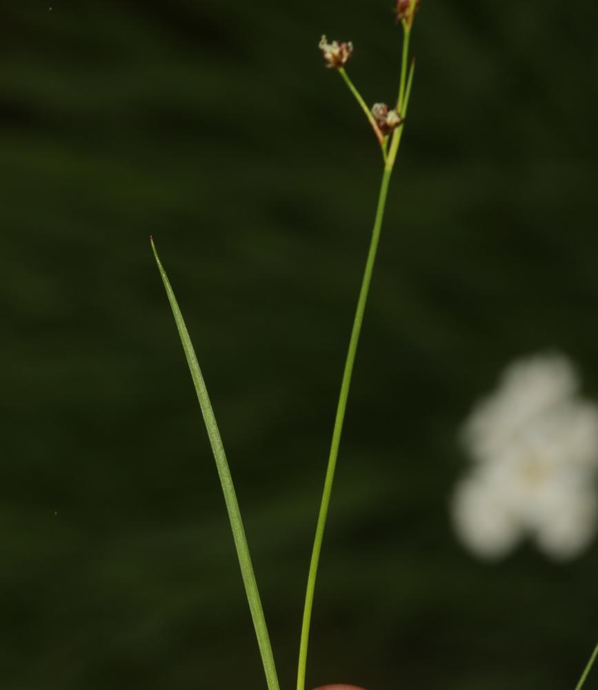  Juncus alpinoarticulatus subsp. fuscoater (Schreb.) O.Schwarz, 1949