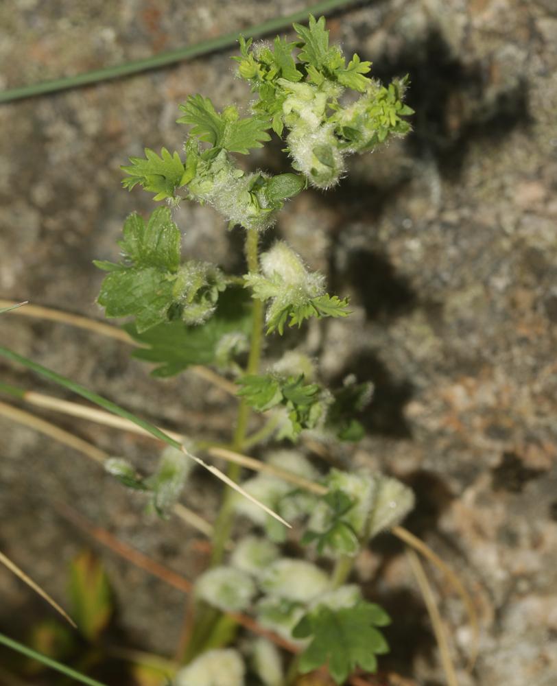  Aceria sanguisorbae (Canestrini, 1892)