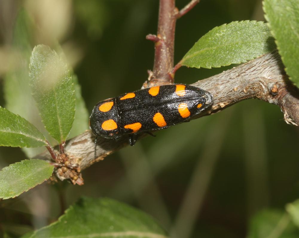  Ptosima undecimmaculata (Herbst, 1784)