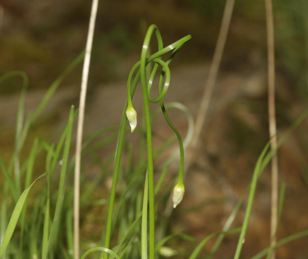 Ail des collines Allium lusitanicum Lam., 1783