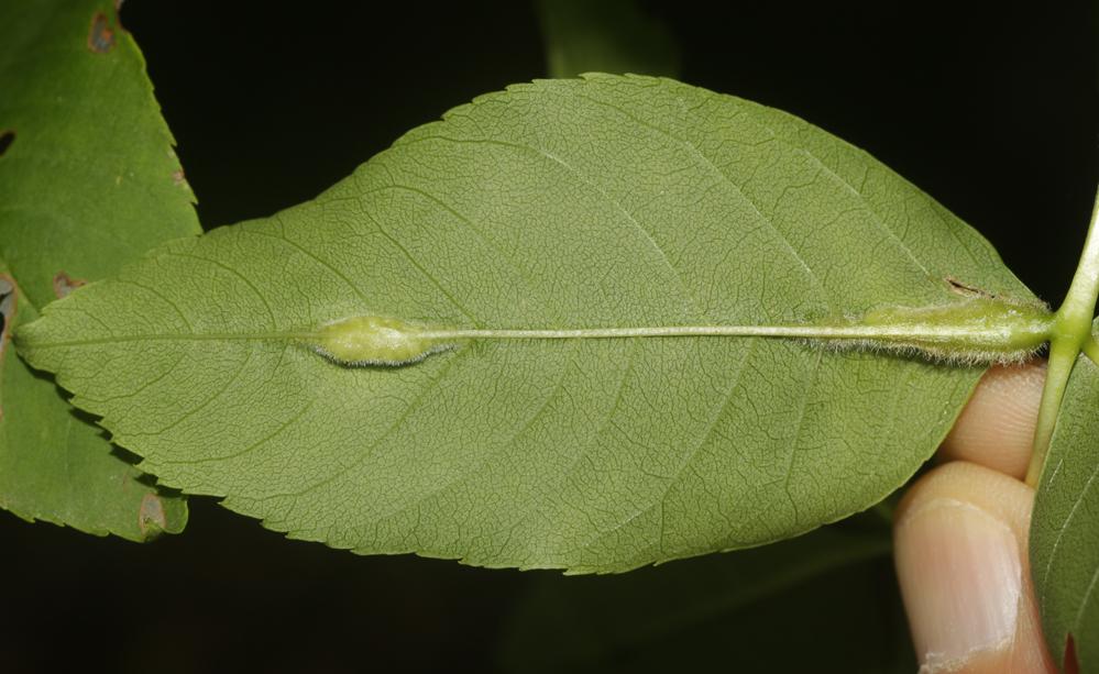  Dasineura fraxini (Bremi, 1847)