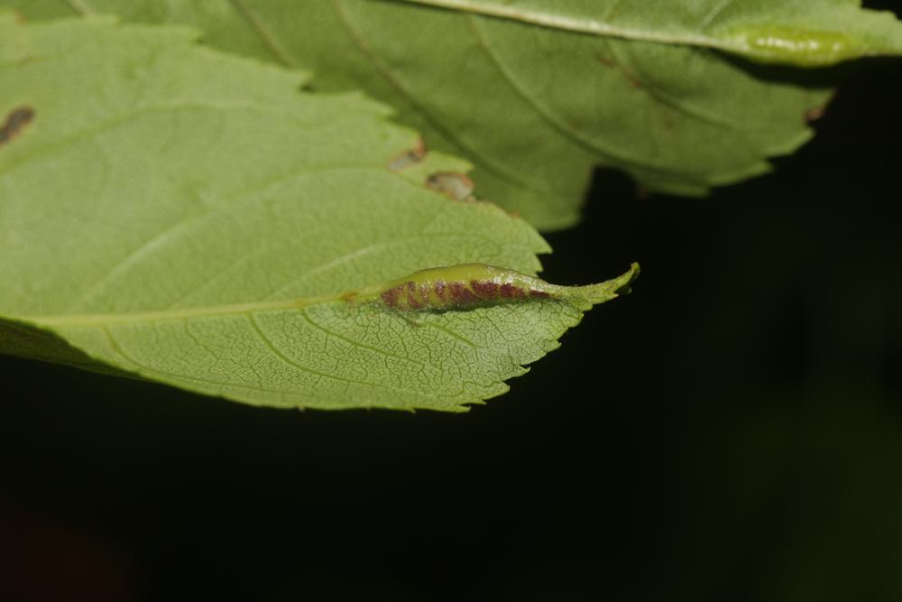  Dasineura fraxini (Bremi, 1847)