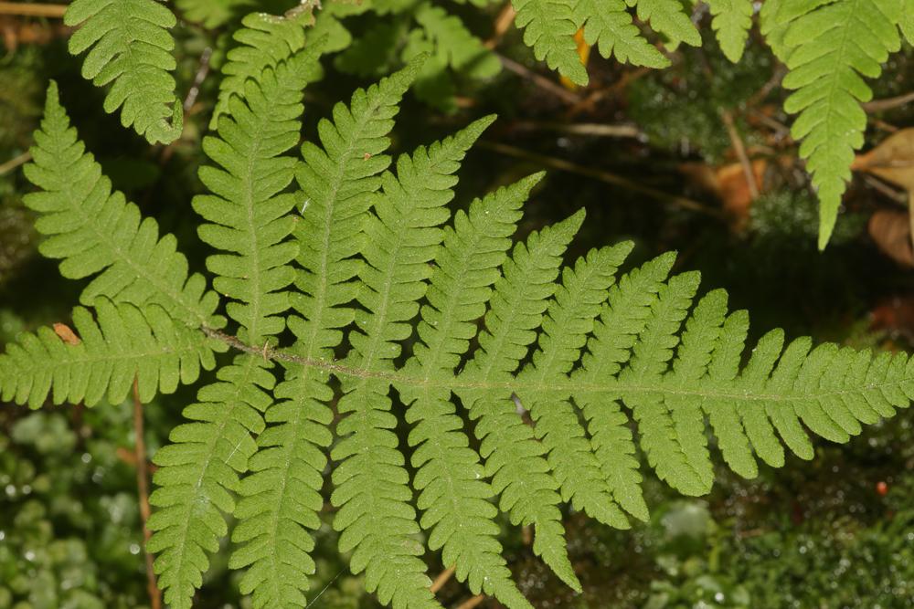 Polypode du hêtre, Phégoptéris à pinnules confluen Phegopteris connectilis (Michx.) Watt, 1867