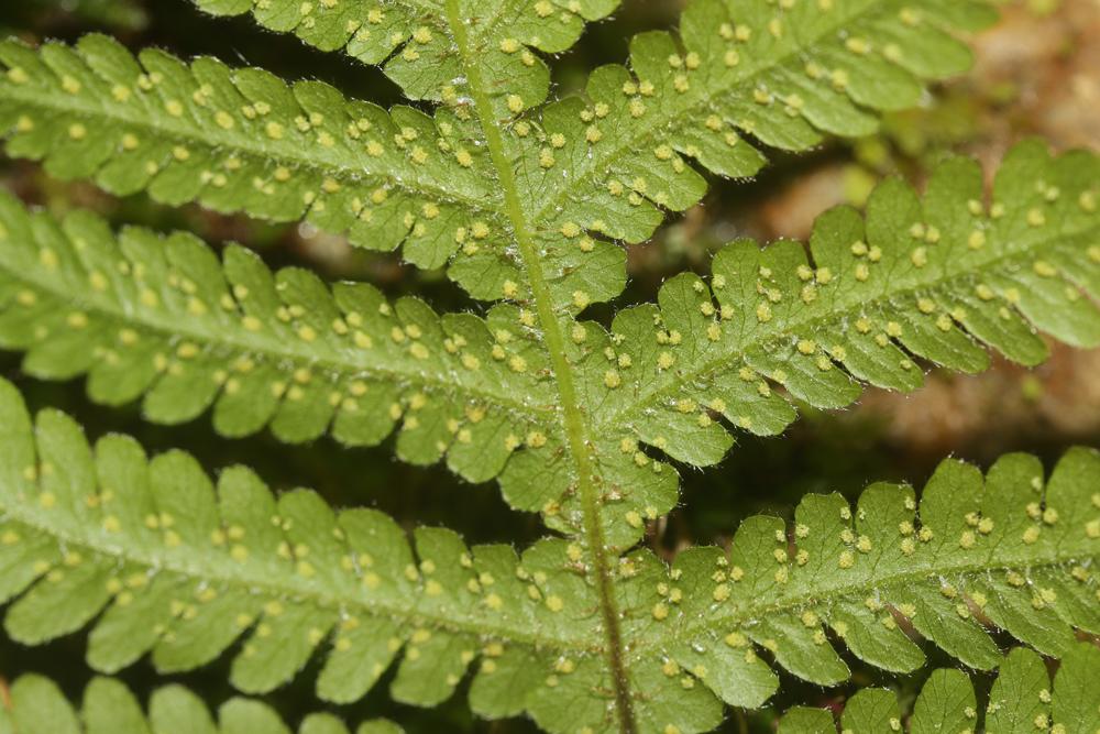 Le Polypode du hêtre, Phégoptéris à pinnules confluen Phegopteris connectilis (Michx.) Watt, 1867