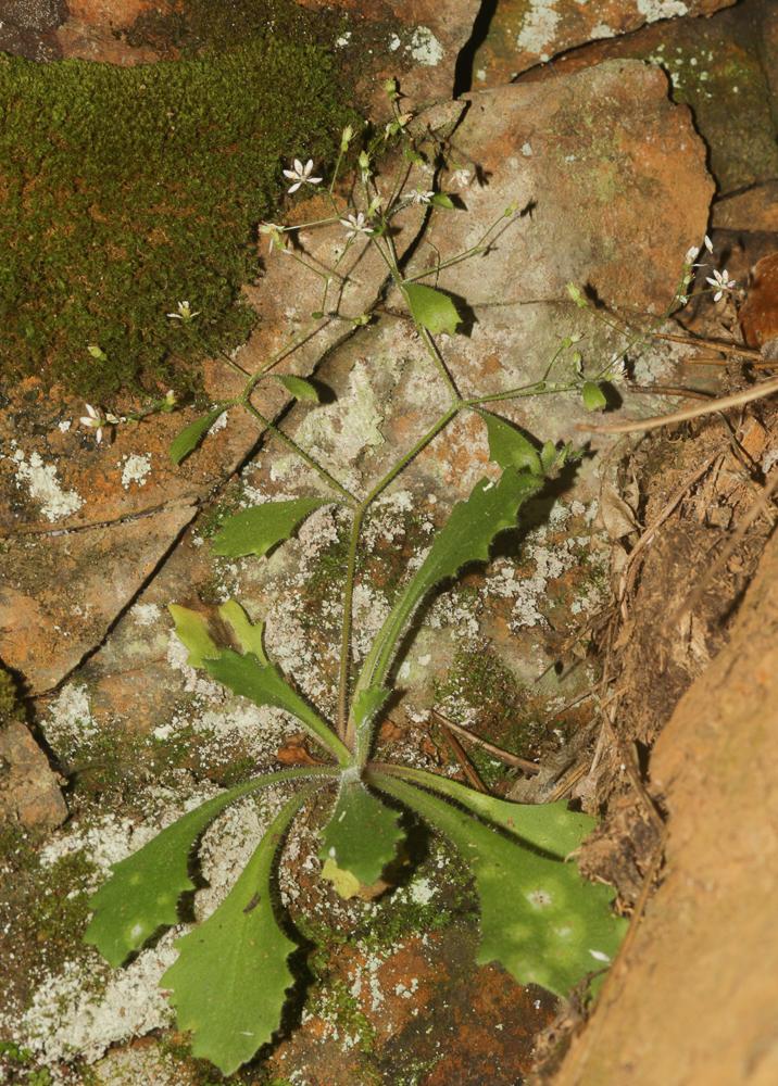 Saxifrage de L'Écluse Micranthes clusii (Gouan) B.Bock, 2012