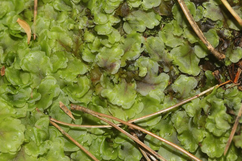  Apopellia endiviifolia (Dicks.) Nebel & D.Quandt, 2016