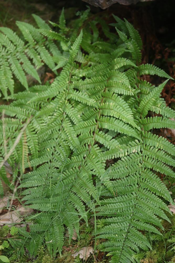 Dryoptéris écailleux, Fausse Fougère mâle Dryopteris affinis (Lowe) Fraser-Jenk., 1979