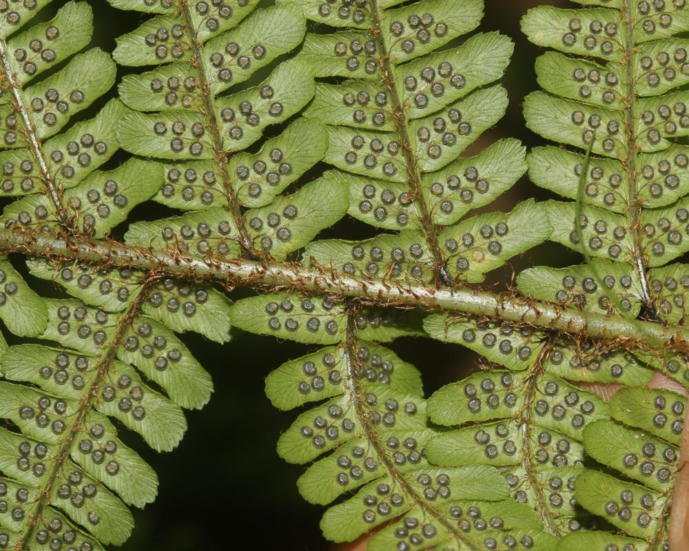 Dryoptéris écailleux, Fausse Fougère mâle Dryopteris affinis (Lowe) Fraser-Jenk., 1979