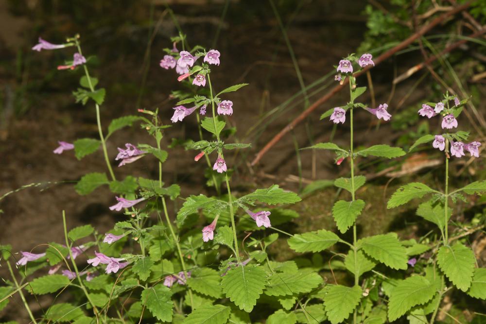 Calament à grandes fleurs Clinopodium grandiflorum (L.) Kuntze, 1891