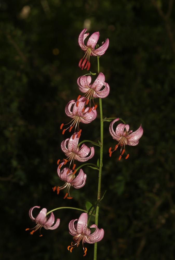 Lis martagon, Lis de Catherine Lilium martagon L., 1753