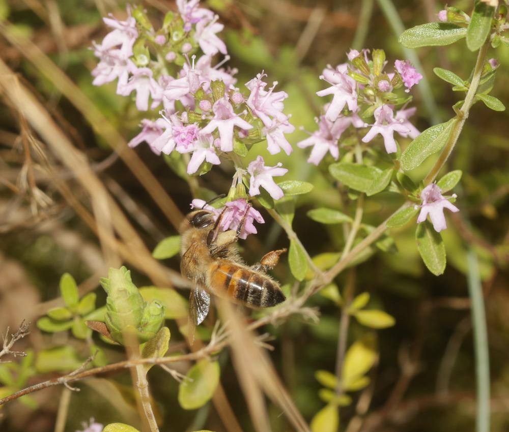 Abeille domestique, Abeille européenne, Abeille me Apis mellifera Linnaeus, 1758