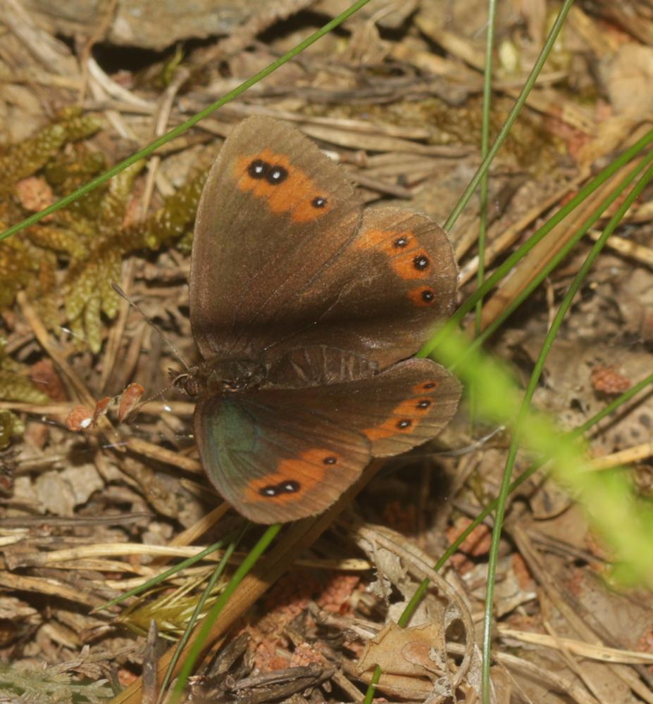 Le Moiré des Fétuques (Le) Erebia meolans (Prunner, 1798)