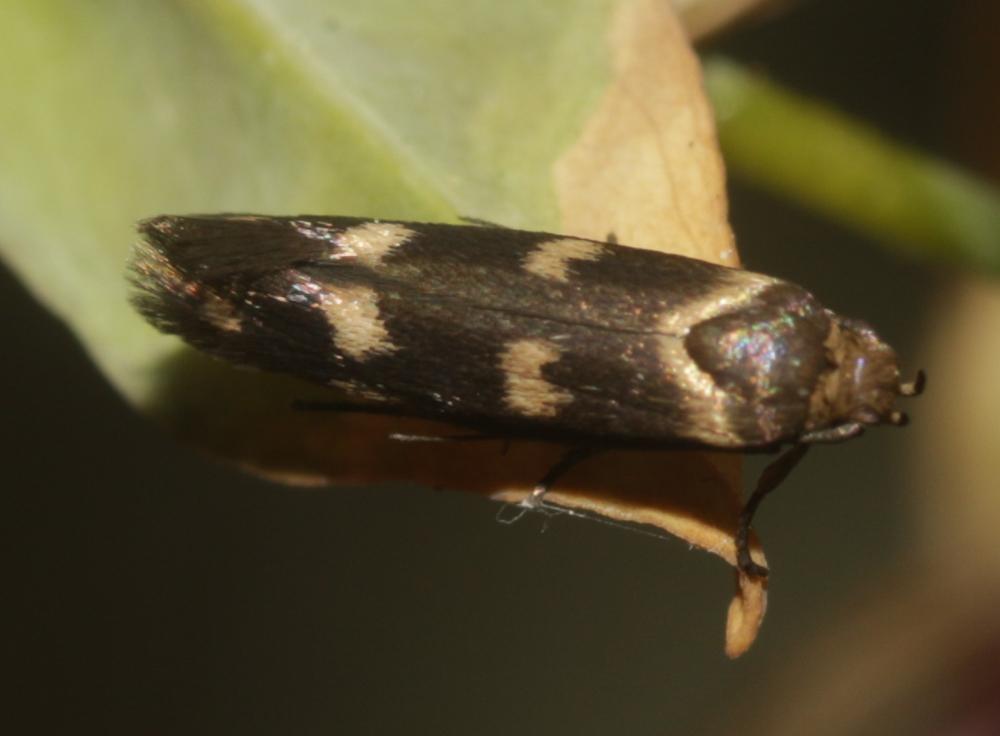  Scythris scopolella (Linnaeus, 1767)