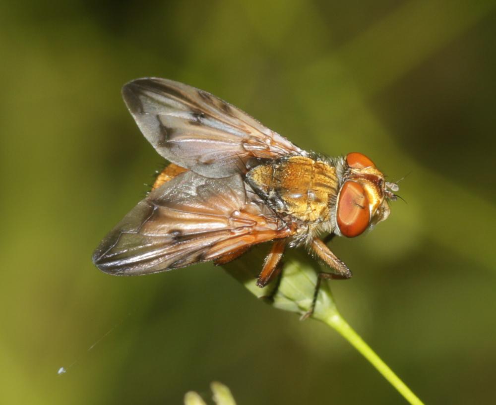  Ectophasia crassipennis (Fabricius, 1794)