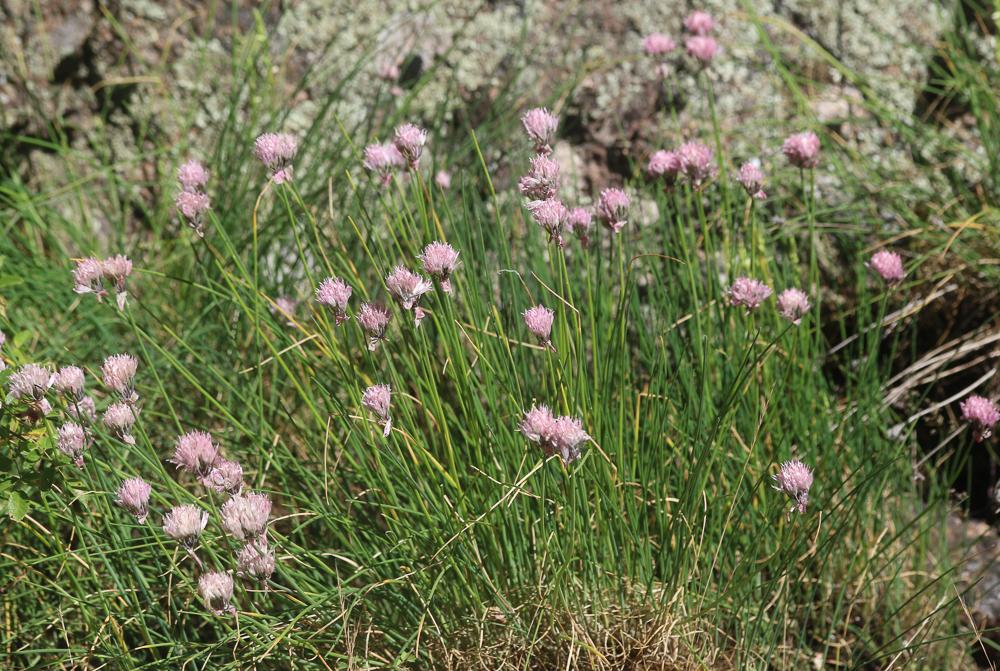 La Civette, Ciboulette, Ciboule Allium schoenoprasum L., 1753