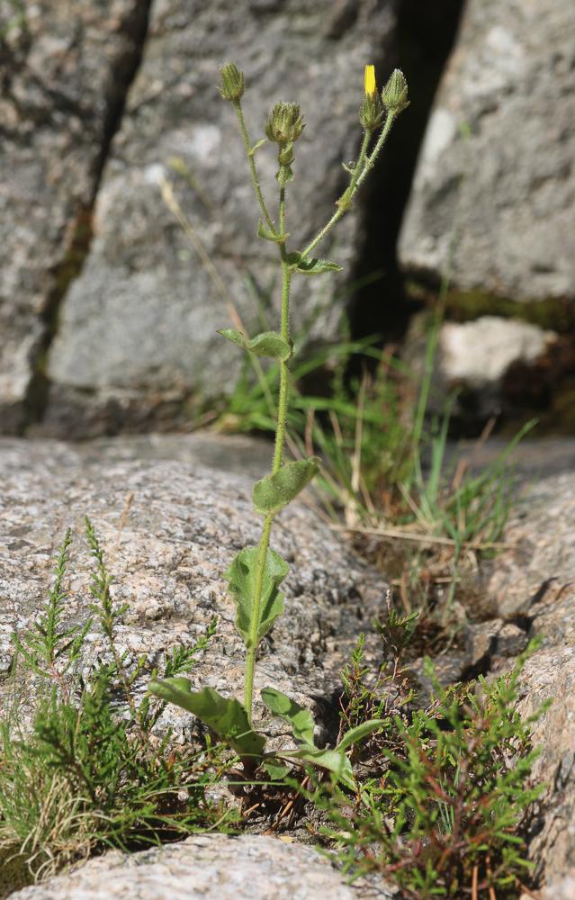 Le Épervière amplexicaule Hieracium amplexicaule L., 1753