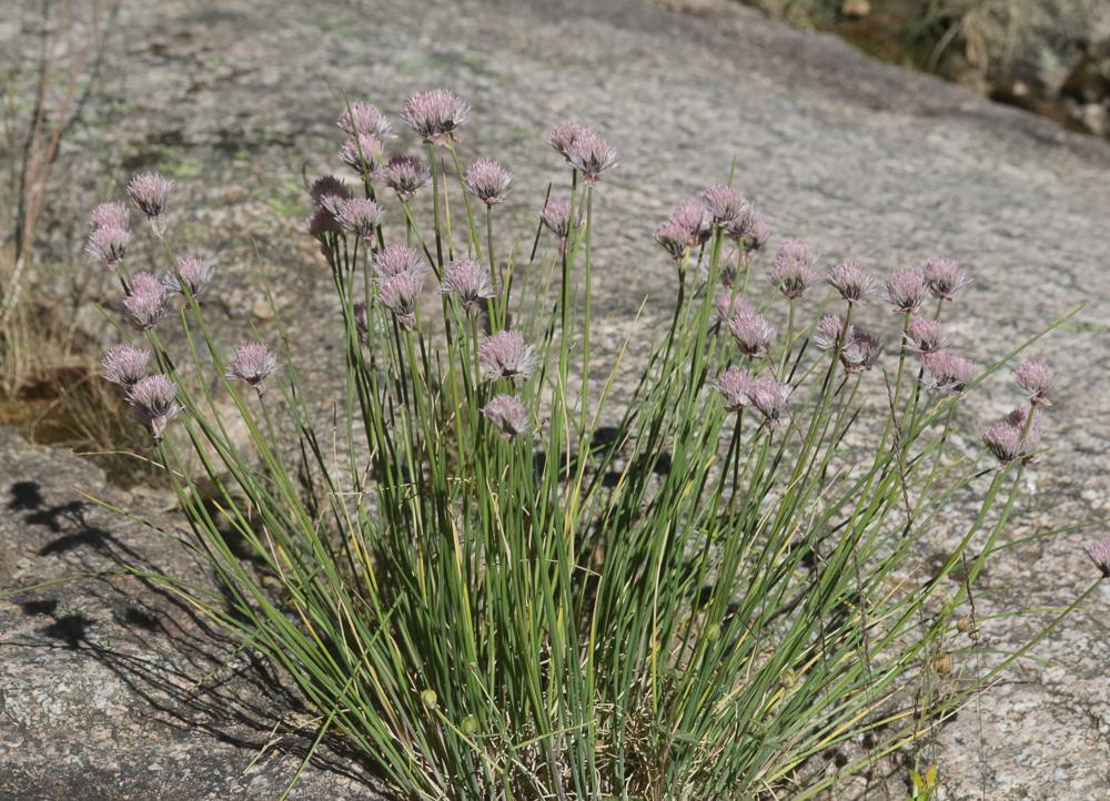 La Civette, Ciboulette, Ciboule Allium schoenoprasum L., 1753