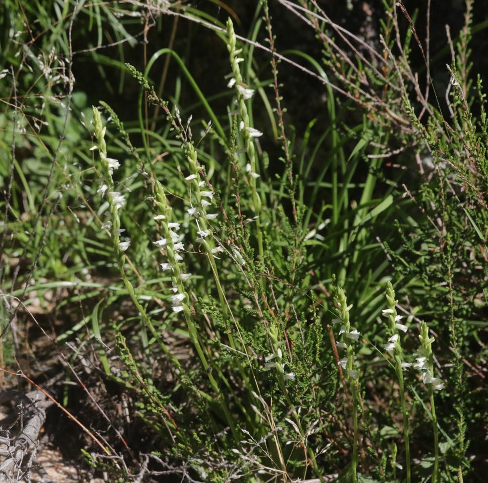 Spiranthe d'été Spiranthes aestivalis (Poir.) Rich., 1817