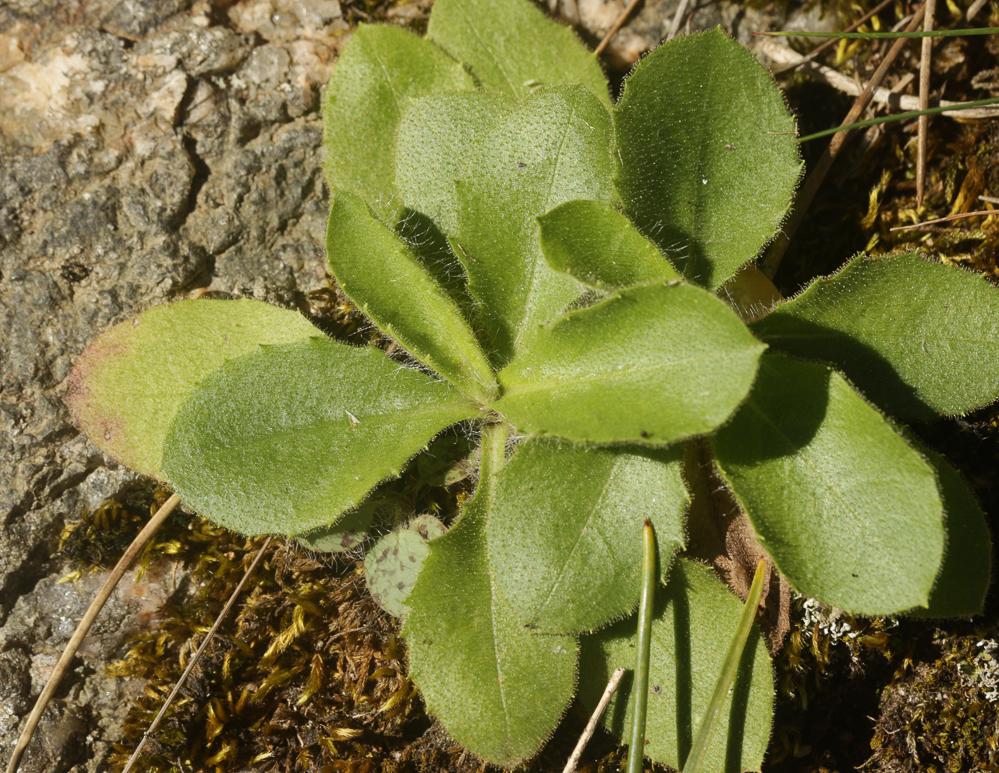 Le Épervière amplexicaule Hieracium amplexicaule L., 1753