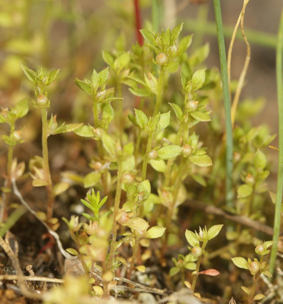 Le Centenille naine Lysimachia minima (L.) U.Manns & Anderb., 2009