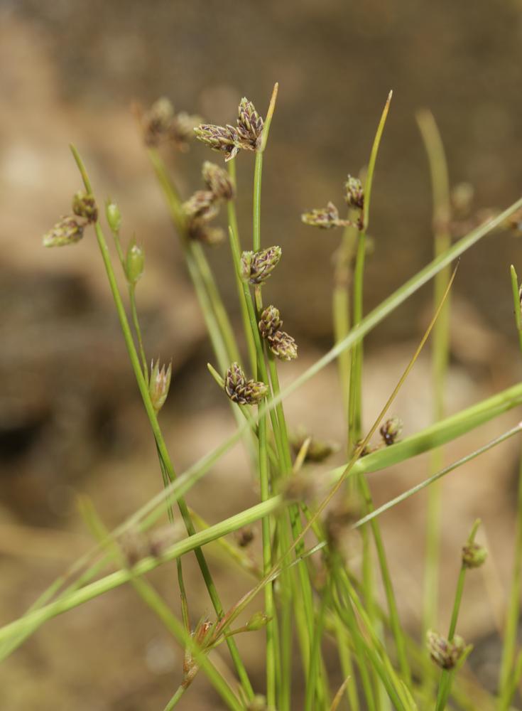 Scirpe sétacé, Isolépis sétacé Isolepis setacea (L.) R.Br., 1810