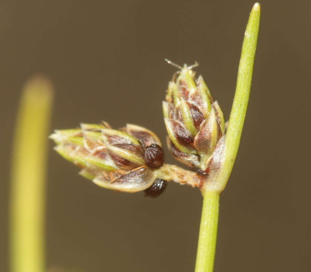 Scirpe sétacé, Isolépis sétacé Isolepis setacea (L.) R.Br., 1810