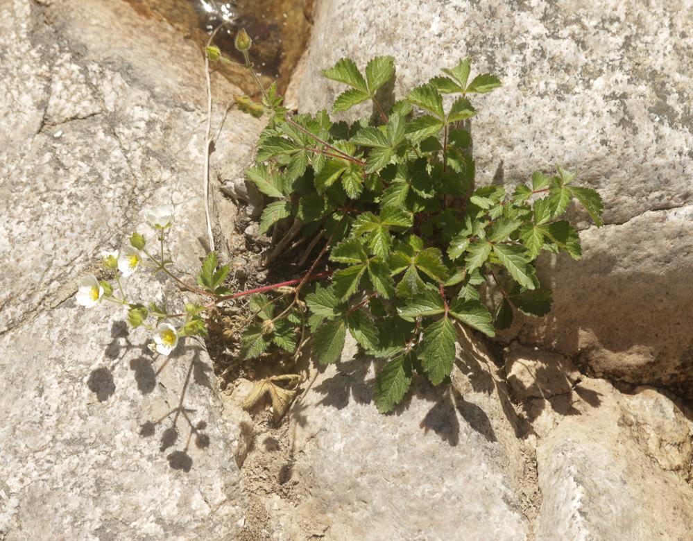 Potentille des rochers Drymocallis rupestris (L.) Soják, 1989