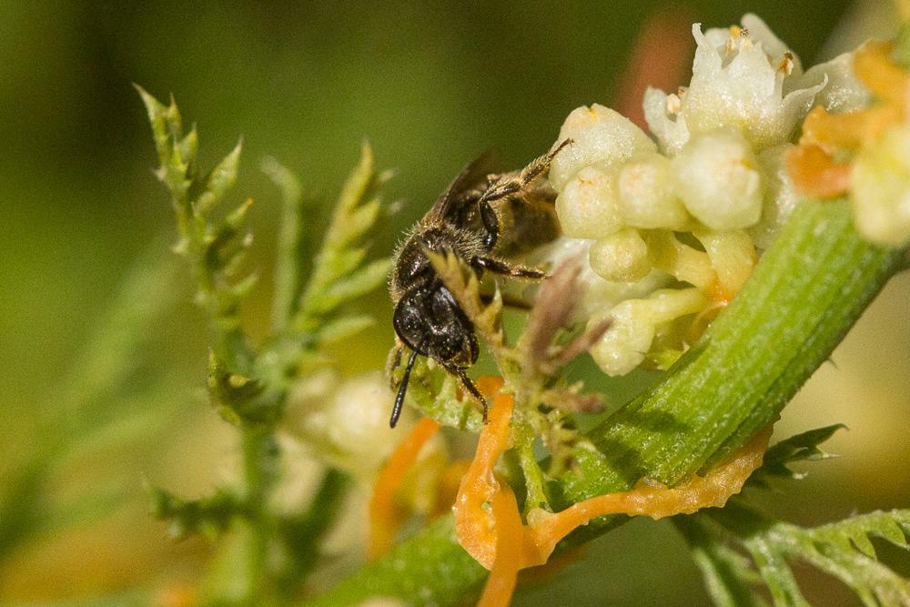 Le  sp. Lasioglossum Curtis, 1833 sp.