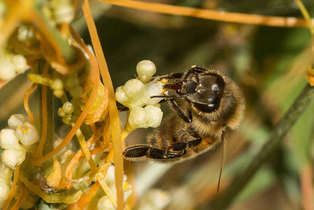 Le Abeille domestique, Abeille européenne, Abeille me Apis mellifera Linnaeus, 1758