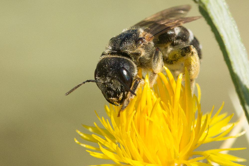  Halictus Latreille, 1804