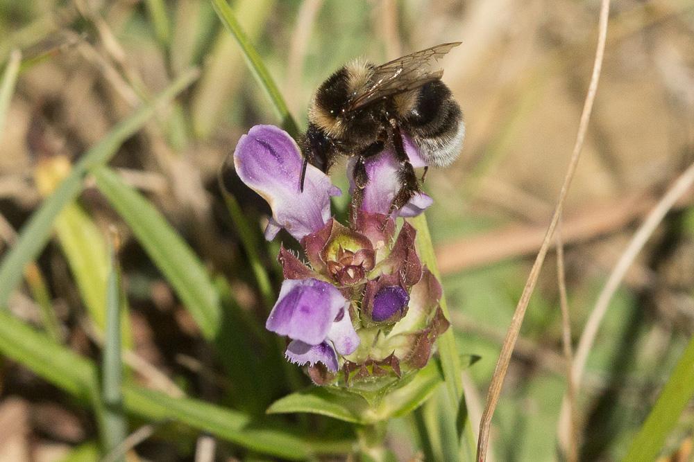 Bourdon des jardins Bombus hortorum (Linnaeus, 1760)