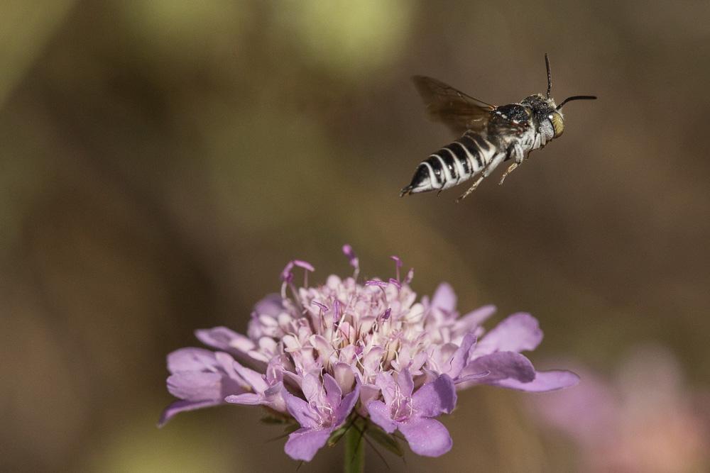 Le  Coelioxys argentea Lepeletier, 1841