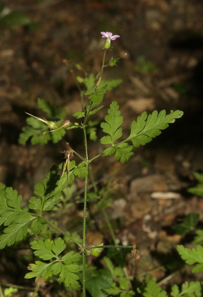 Herbe à Robert Geranium robertianum subsp. robertianum L., 1753